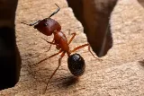 The Killers Pest Control photo 6