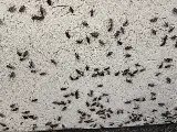 Pestisect Pest Control photo 2