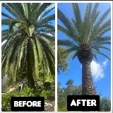 Erik's Tree Service & Brush Clearance photo 2