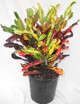 M.C. GENERAL LANDSCAPING, INC. photo 7