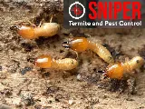 Sniper Termite and Pest Control Fort Worth photo 6