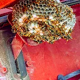 Karma Pest Solutions photo 7