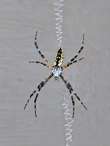 Big Jon's Pest Control photo 7