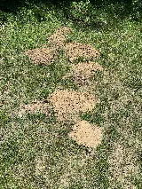 Premier Pest Control & Outdoor Solutions, LLC photo 8