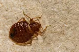 OPC Pest Services - Pest Control & Exterminator, Lexington, KY photo 5