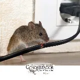 Conquistador Pest & Termite photo 4