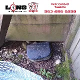 Long Pest Control photo 4