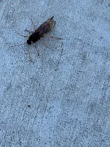 Insight Pest Solutions photo 2