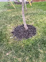 Insight Pest Solutions photo 6