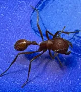 Urban Texas Pest Control photo 5