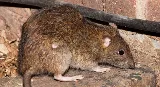 All Star Pest Control photo 7