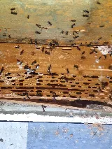 Alpine Pest Control LTD photo 2