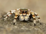 Versa-Tech Pest Management photo 6