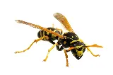 All Solutions Pest Control photo 3
