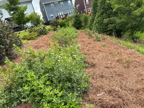 Nature First Landscaping photo 1