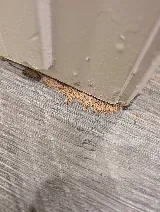 Final Exterminators photo 2