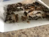 A2Z Pest Control photo 8