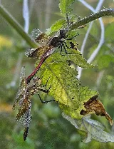 Technica Pest Solutions Calgary photo 7