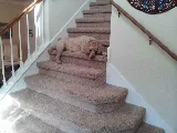 Bellus Flooring photo 8