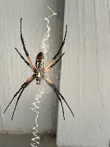 X Out Pest Services photo 4