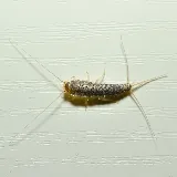 Rest Easy Pest Control photo 3