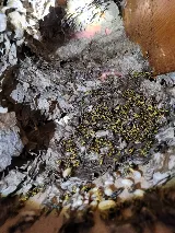 Strategic Pest Solutions Inc. photo 5