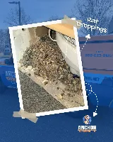 Anchor Pest Control photo 5