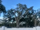 Albert & Ellis Landscaping & Tree Service photo 8