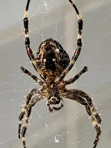 Truly Nolen Pest Control & Exterminators Waterloo photo 4