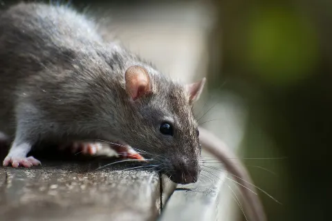 The Pest Detective photo 1