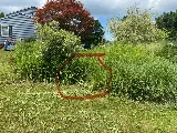 All Pest of Syracuse photo 8