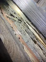 All Star Pest Control photo 5