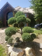 JUAN'S YARD & LANDSCAPING SVS LLC photo 5