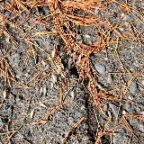 BugsBeGone Pest Services photo 3