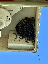 El Valle Pest Control photo 6