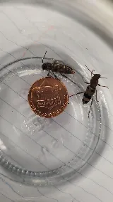 Get'm Pest Control Exterminator Paterson photo 7