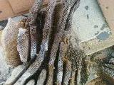 Pest Innovations photo 5
