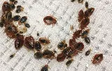 Quality Pest Control Gta Whitby photo 3