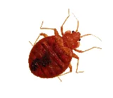 ASA Pest Control Inc photo 4
