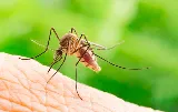Pest & Termite Consultants photo 8