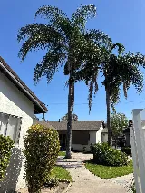 Luis Hernandez Landscaping photo 5