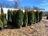 JML Landscape Management Inc photo 8