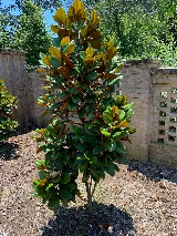 Happy Gardens Landscape LLC photo 3