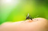 It's Bugs Or Us Pest Control photo 3