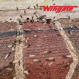 Wingate Pest and Lawn, LLC photo 5