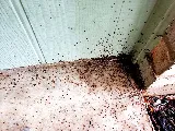 Affordable Pest Control photo 2