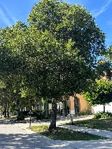Conde Landscaping Services, INC. photo 4