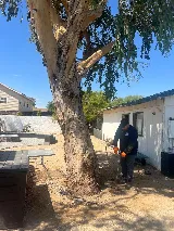 AZ Tree & Hardscape Co photo 7