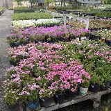 Bearscapes Nursery & Landscape photo 8