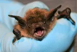 Bug Busters photo 8